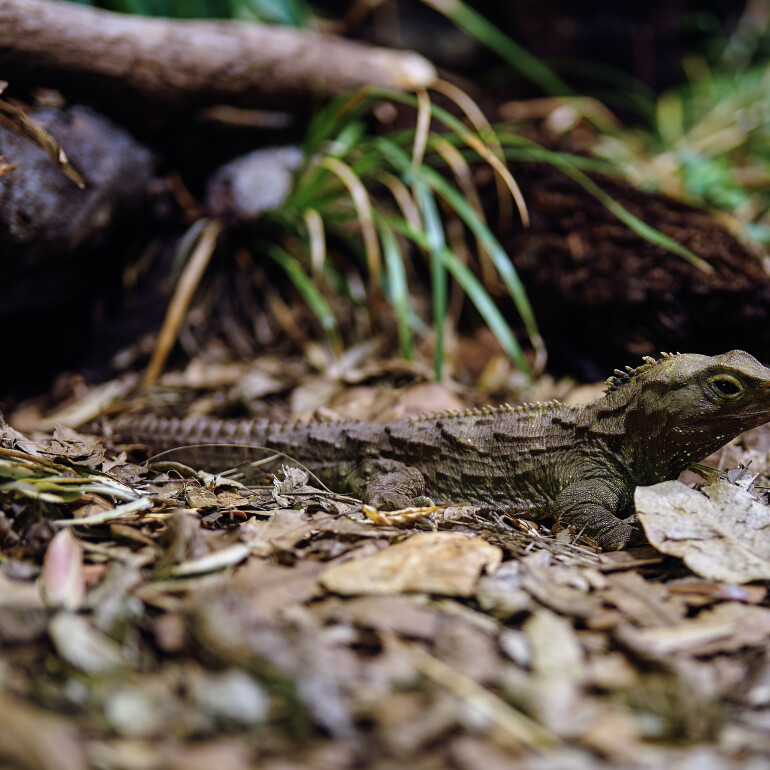 Tuatara