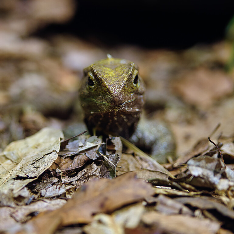 Tuatara