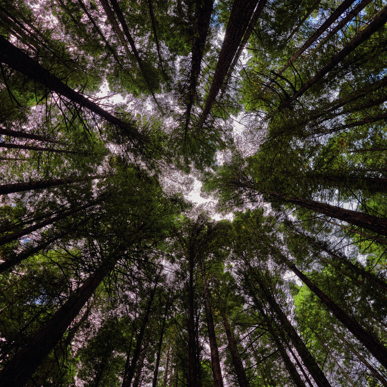 Redwoods Forest
