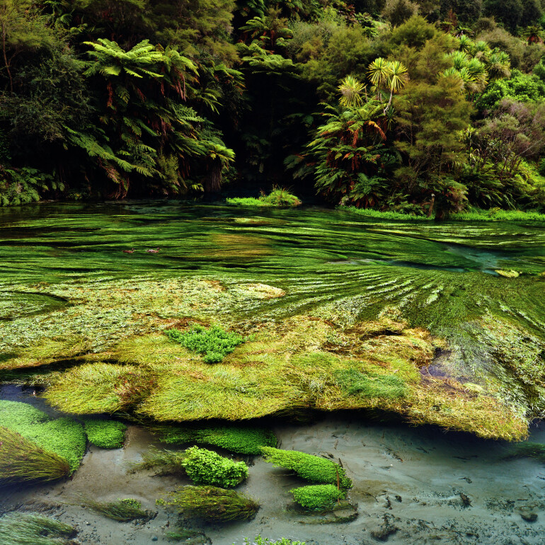 Putaruru Blue Spring