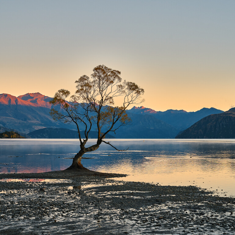 That Wānaka tree