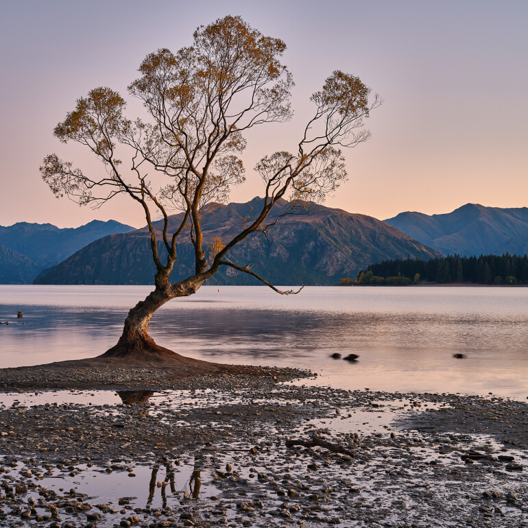 That Wānaka tree