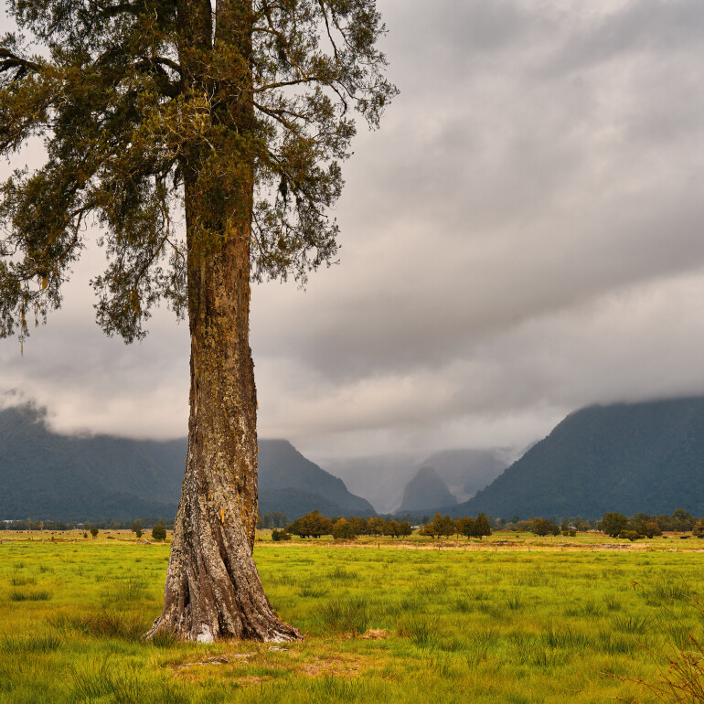 Fox Glacier View